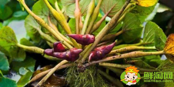菱角幾月份發(fā)芽，菱角多久能發(fā)芽