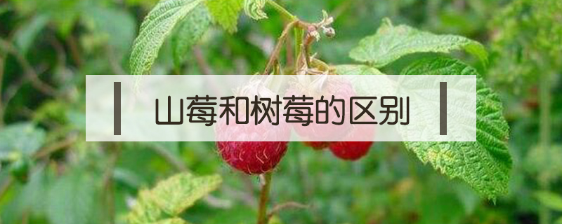 山莓和樹莓的區(qū)別