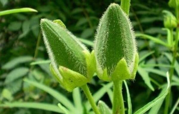 秋葵一年種幾次，秋葵種植時間和方法