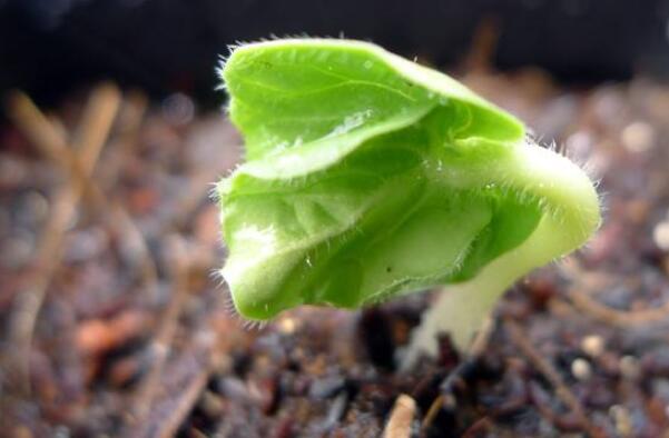 秋葵一年種幾次，秋葵種植時間和方法