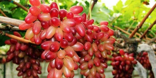 美人指葡萄是轉(zhuǎn)基因嗎，美人指葡萄四川好種嗎