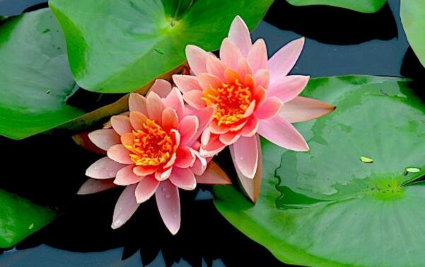 睡蓮會(huì)有蓮藕和蓮蓬嗎，睡蓮種子和蓮藕的區(qū)別