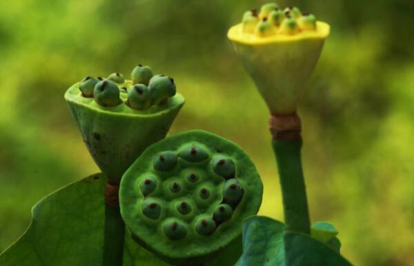 睡蓮會(huì)有蓮藕和蓮蓬嗎，睡蓮種子和蓮藕的區(qū)別
