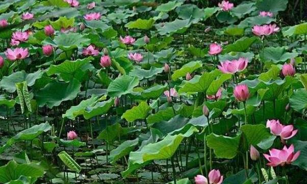 湖北蓮藕產(chǎn)地在哪里，湖北最大的蓮藕產(chǎn)地