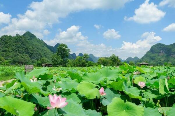 江蘇有幾個蓮藕基地，江蘇蓮藕種植基地在那里