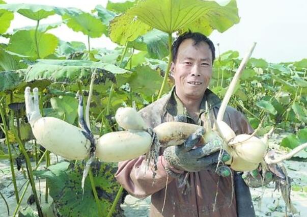 江蘇有幾個蓮藕基地，江蘇蓮藕種植基地在那里