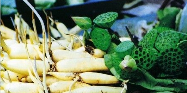 湖北蓮藕產(chǎn)地哪里最好，湖北蓮藕產(chǎn)地價格
