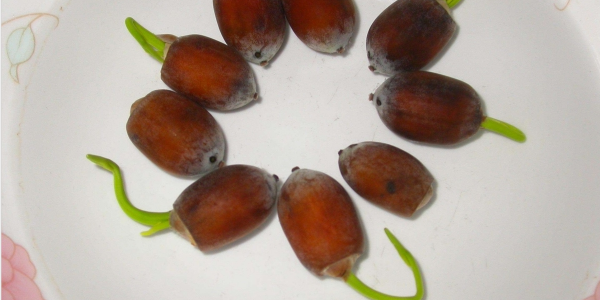 蓮子怎么種盆栽，蓮子怎么種植開花呢