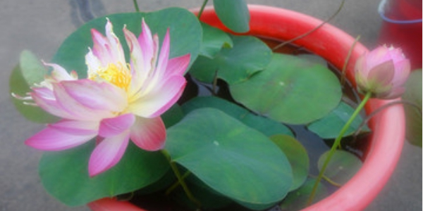 蓮藕是種植種子還是藕，蓮藕種子怎么種植方法
