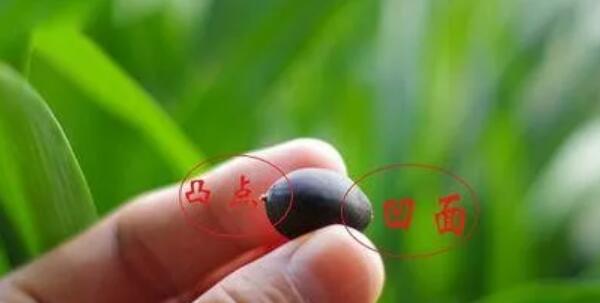 青蓮子怎么種,蓮子怎么種植方法圖解