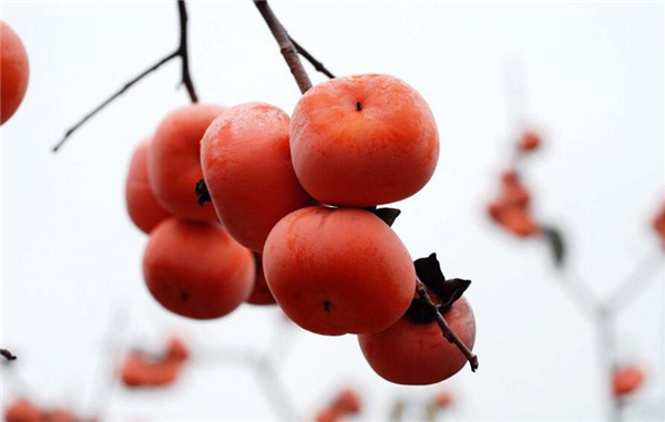 柿子和西紅柿是同類嗎，西紅柿跟柿子什么關系