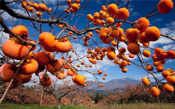 柿子和西紅柿是同類嗎，西紅柿跟柿子什么關系
