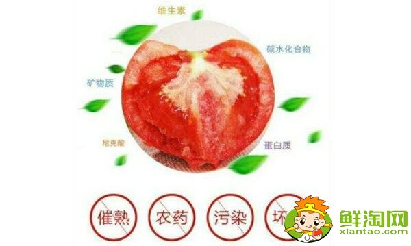 鐵皮柿子和西紅柿有什么區別，鐵皮柿子沒熟為什么也好吃