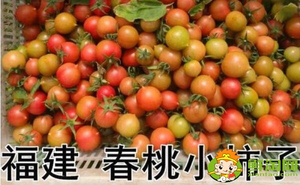 春桃圣女果是轉基因嗎，春桃和圣女果的區別
