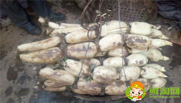 什么蓮藕品種產量最高,當前什么蓮藕品種產量大