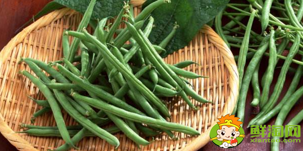 四季豆是什么季節的菜，四季豆是什么時候上市