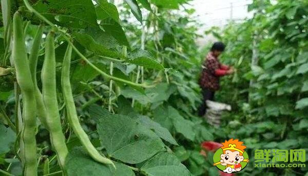 蕓豆是什么季節成熟的蔬菜(夏季)，蕓豆只開花不結果是什么原因