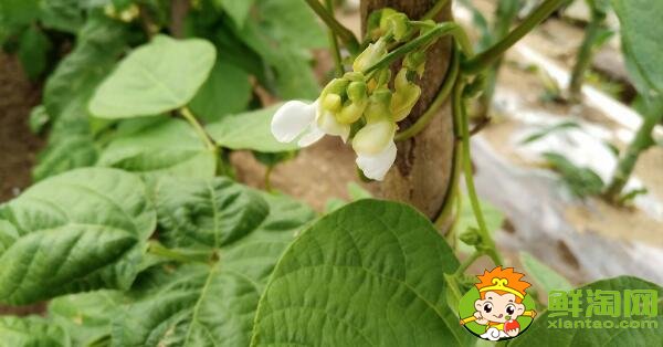 蕓豆是什么季節成熟的蔬菜(夏季)，蕓豆只開花不結果是什么原因