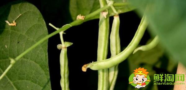 蕓豆是什么季節成熟的蔬菜(夏季)，蕓豆只開花不結果是什么原因