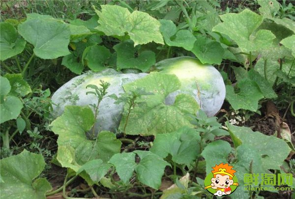 冬瓜什么時(shí)候成熟,冬瓜怎么看成熟了沒有