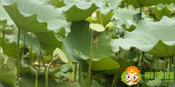 種蓮蓬哪個品種好，什么品種的藕結蓮蓬多