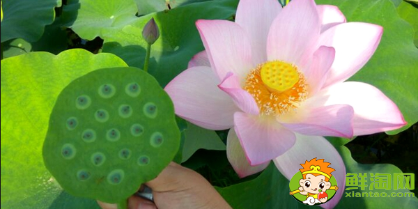 種蓮蓬哪個品種好，什么品種的藕結蓮蓬多