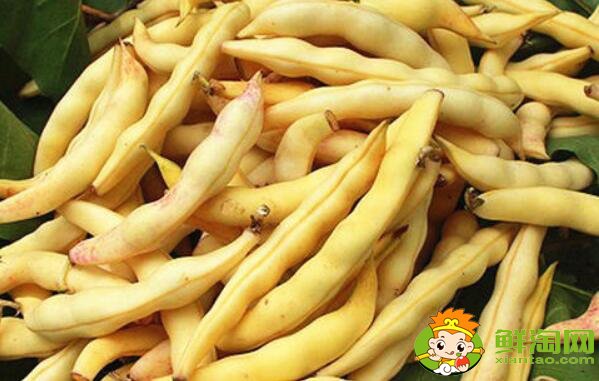 東北黃金鉤豆角為何貴，東北最好的油豆角種子