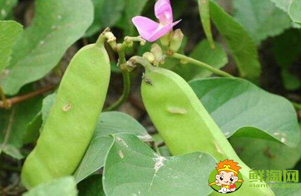 刀豆是扁豆嗎，白扁豆和蕓豆有什么區別