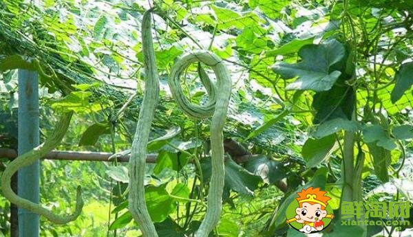 四季豆和蛇豆一樣嗎，蛇豆和四季豆的區別