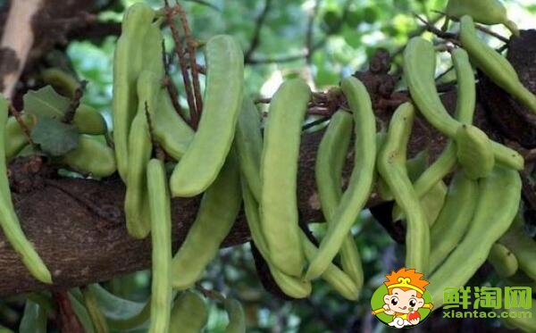 四季豆和蛇豆一樣嗎，蛇豆和四季豆的區別