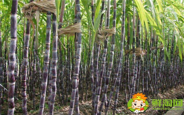 安徽適合種植甘蔗嗎，安徽甘蔗什么時(shí)候成熟