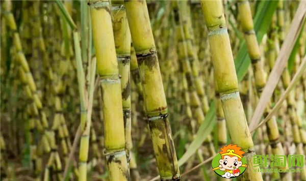 安徽適合種植甘蔗嗎，安徽甘蔗什么時(shí)候成熟