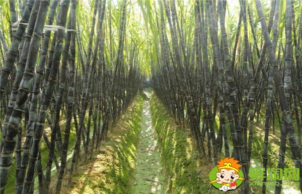 安徽適合種植甘蔗嗎，安徽甘蔗什么時(shí)候成熟