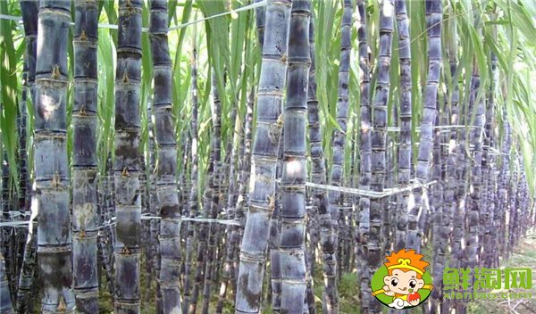 四川甘蔗什么時候成熟，四川甘蔗主產(chǎn)區(qū)