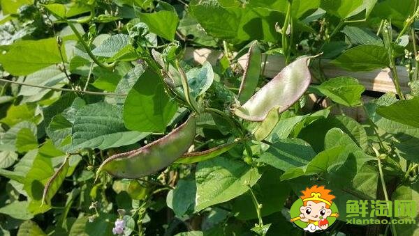 扁豆角怎么摘，扁豆怎么處理干凈