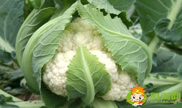 花菜和菜花是一種菜嗎，菜花怎么煮