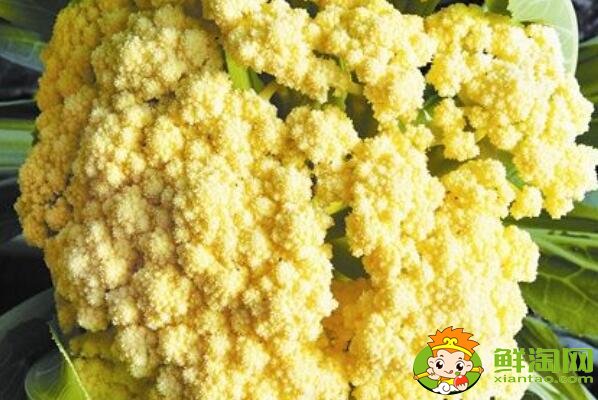 花椰菜就是北方的菜花嗎，花椰菜什么品種好