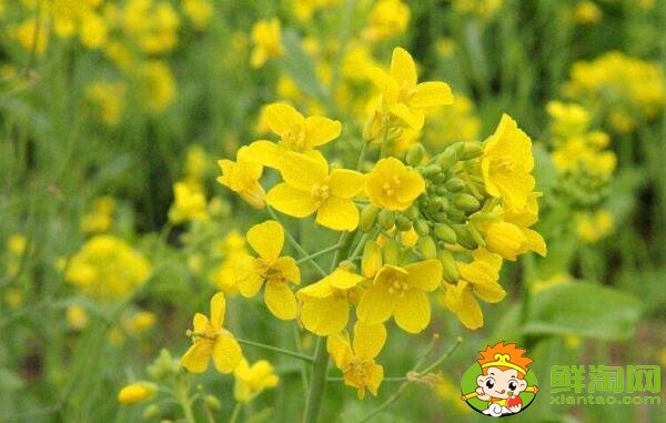 油菜花開花的部位是在哪里，油菜花和菜籽花一樣嗎