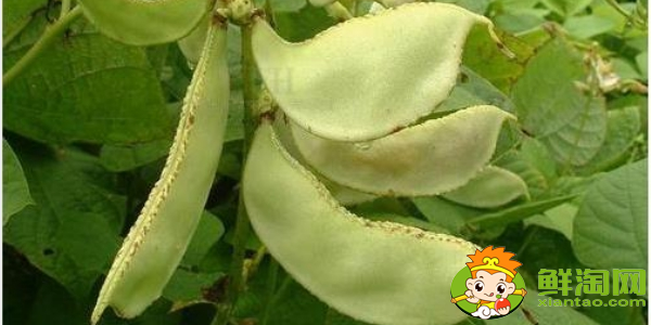 扁豆都有哪幾種,白扁豆是梅豆嗎