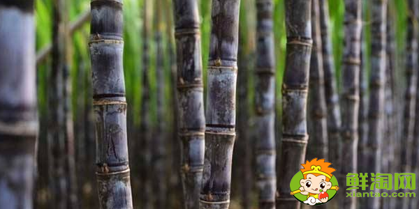 云南甘蔗什么時(shí)候成熟，云南甘蔗什么時(shí)候上市