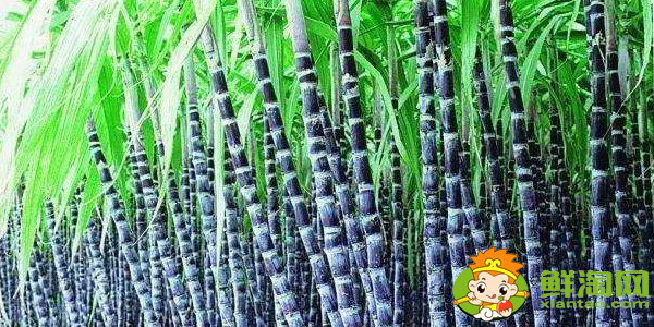 云南甘蔗什么時(shí)候成熟，云南甘蔗什么時(shí)候上市