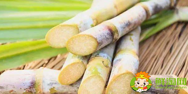 大連甘蔗什么時候成熟,大連哪里有種甘蔗的