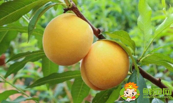 杏子是銀杏果實嗎，外形像杏子一樣的果實