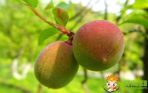 梅子和杏子可以帶皮吃嗎，杏子可以怎么吃