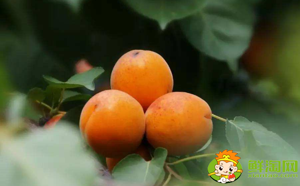 梅子和杏子可以帶皮吃嗎，杏子可以怎么吃