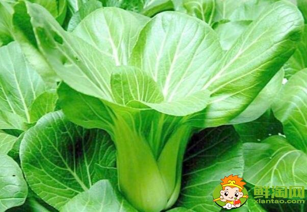 青菜有蟲子怎么辦，青菜有藍(lán)色顆粒有毒嗎