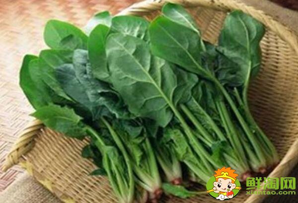 菠菜什么品種好吃，菠菜不能和什么一起吃