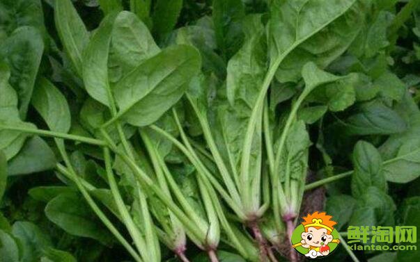 菠菜什么品種好吃，菠菜不能和什么一起吃