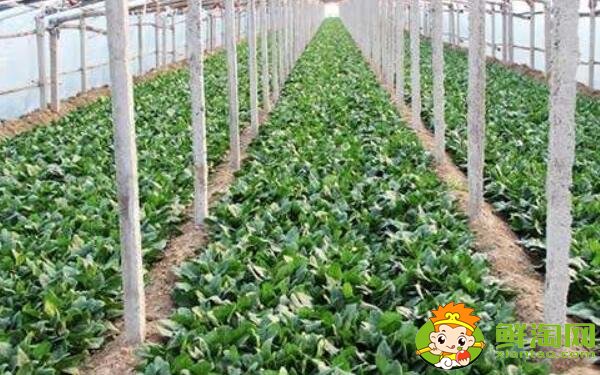 種菠菜要整地嗎，大棚種菠菜什么品種好