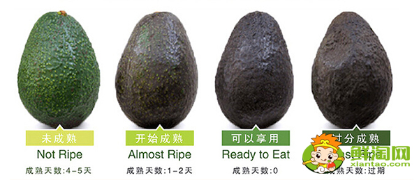 牛油果怎么挑選熟的，牛油果怎么挑選那種最好